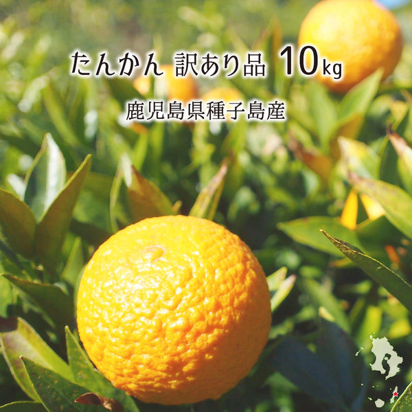 たんかん 訳あり品 10kg サイズ混合 鹿児島種子島産 タンカン 2月中旬