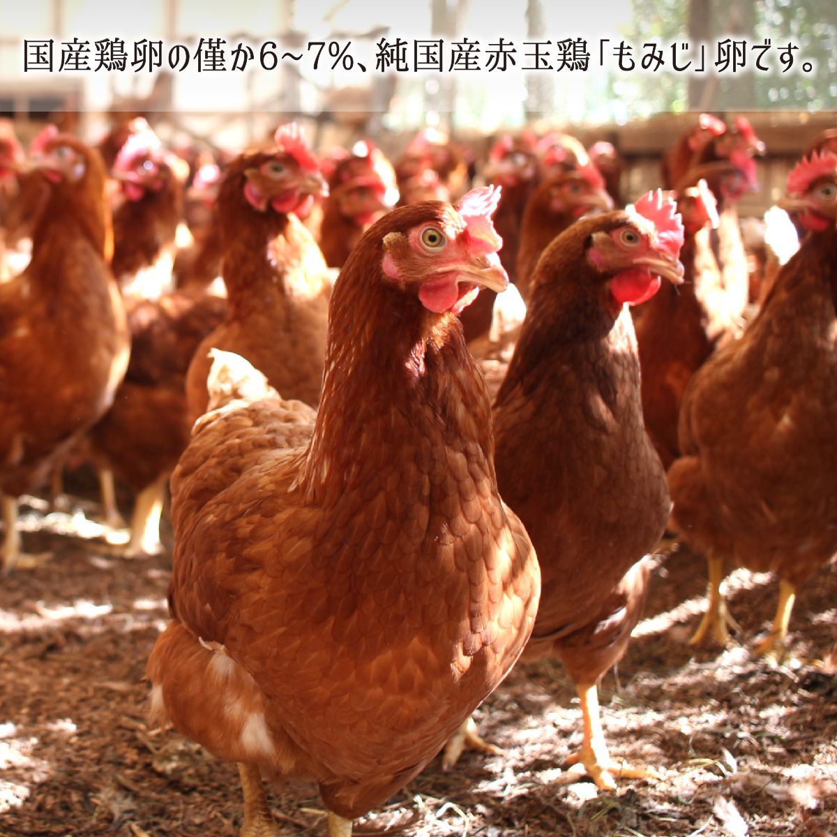 oydn_momiji_011_8da22279-71d7-
