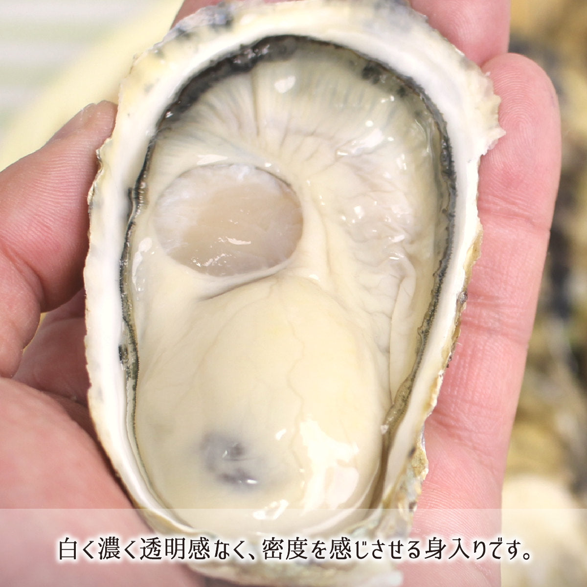 真牡蠣 M 10kg 生食可 佐賀県太良町竹崎産 活 殻付き (体重50～110g