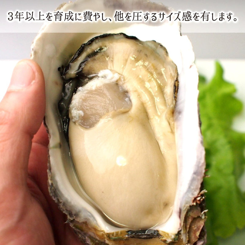 岩牡蠣,生食