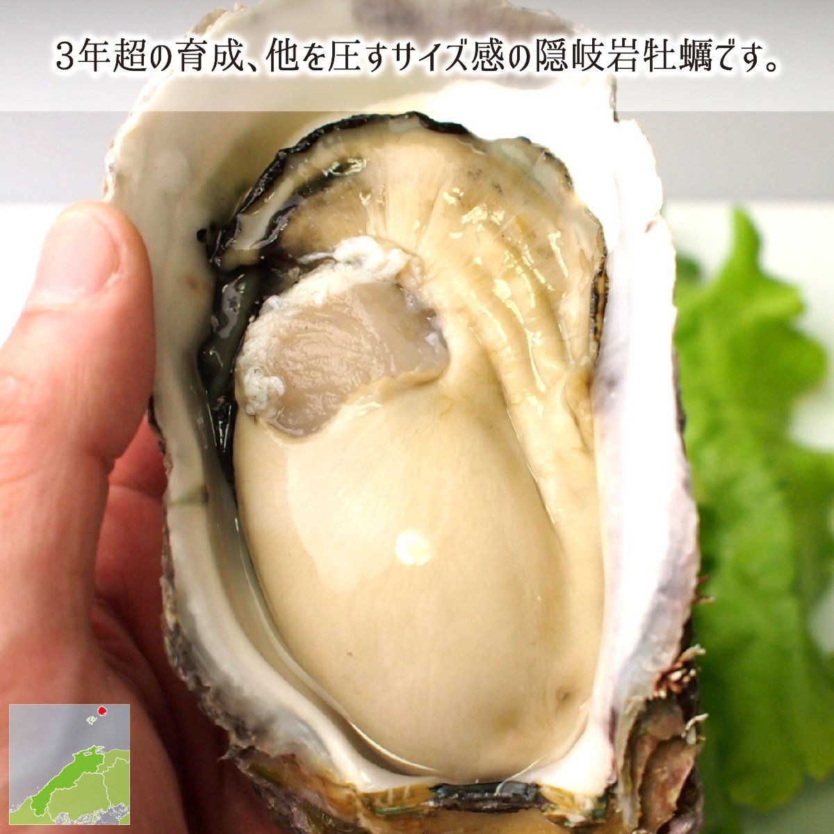 牡蠣さま専用 殻付き生牡蠣7～8人用 - 浜中水産