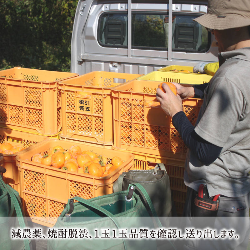 減農薬で実り収穫後に焼酎脱渋を経て出荷する庄内柿