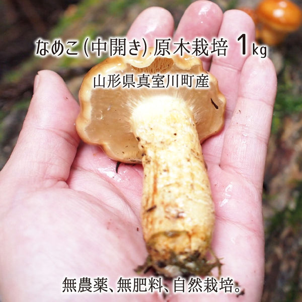 原木なめこ 1kg(中開き) 山形県真室川町産 無農薬 無肥料 自然栽培 