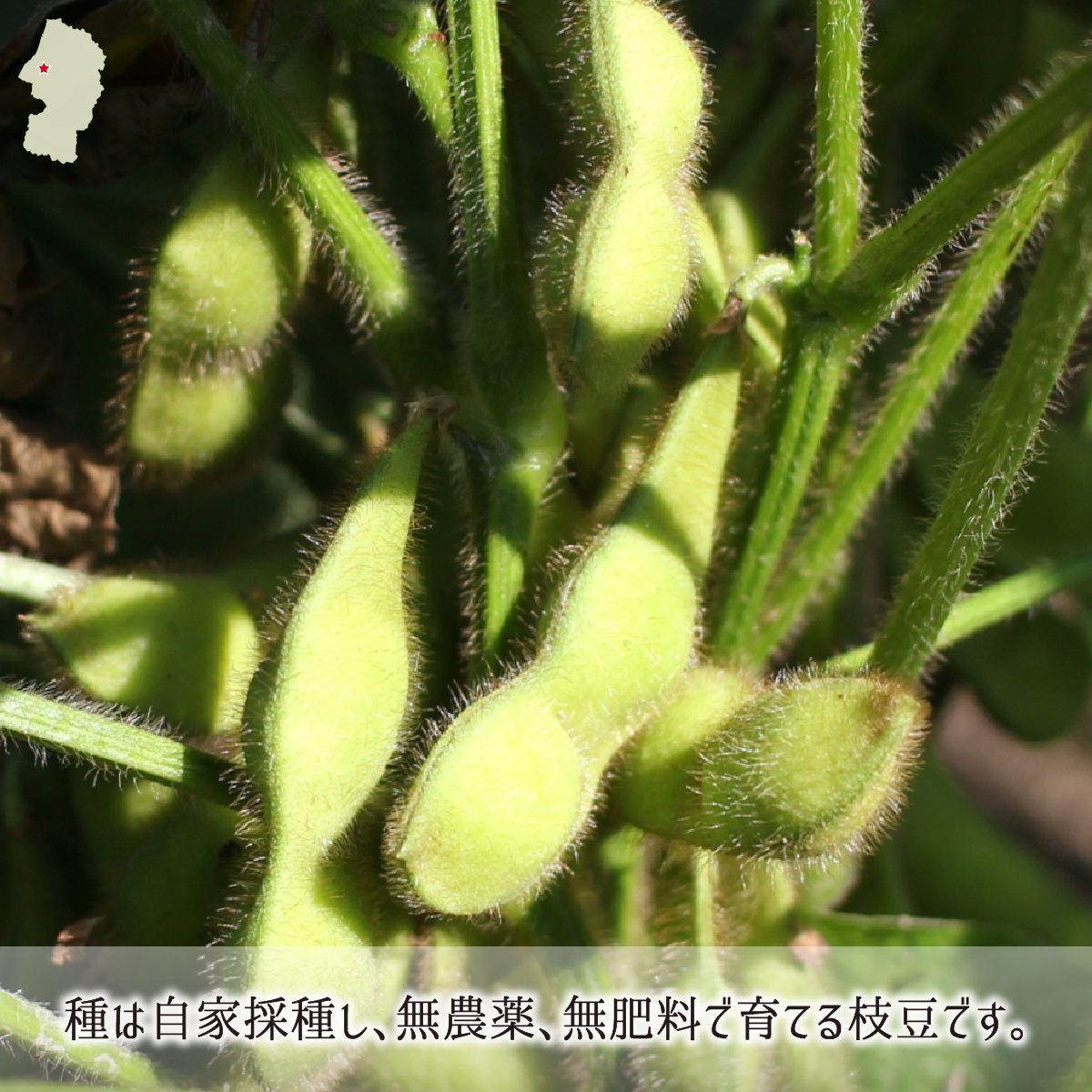 枝豆 茶豆(だだちゃ豆) 3kg 無農薬 無肥料 自然農法 山形県鶴岡