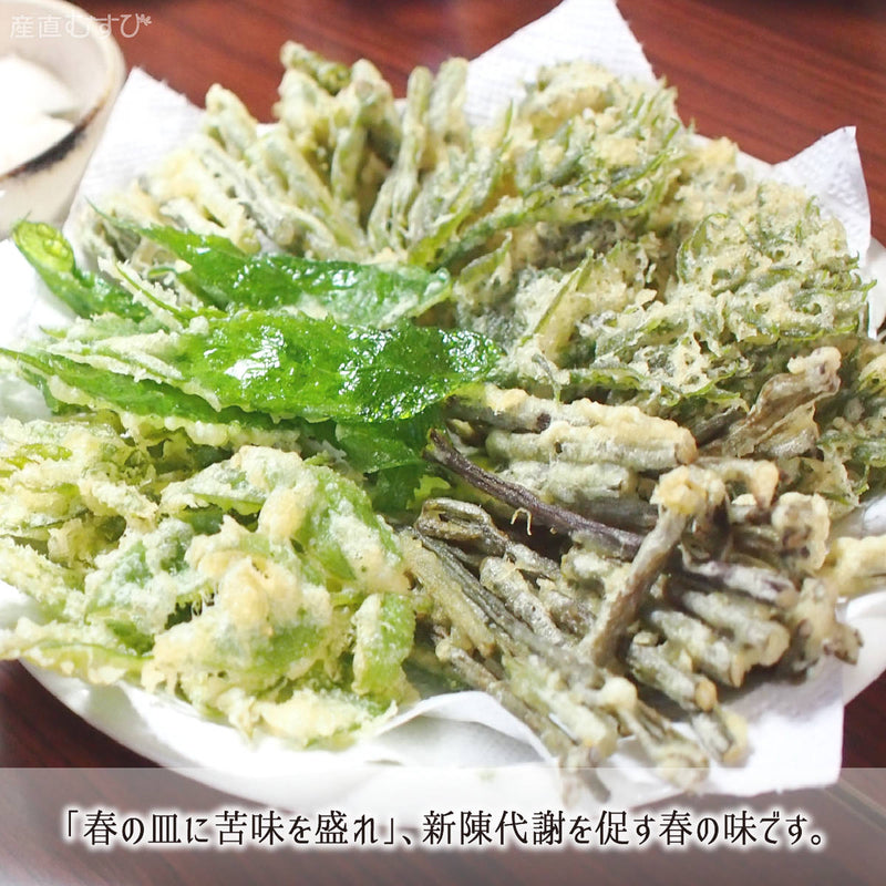 春の皿に苦味を盛れ！新陳代謝を促す天然山菜の天ぷら