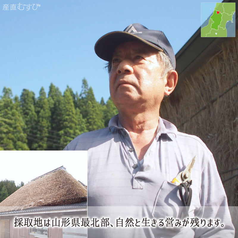 山形県北の山菜を知り尽くし採取する雪下越冬天然山菜