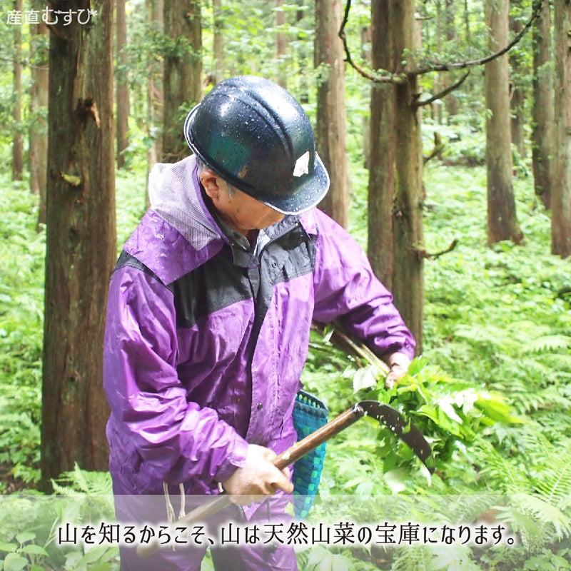 ご注文後に入山採取する山形県真室川町の雪国天然山菜