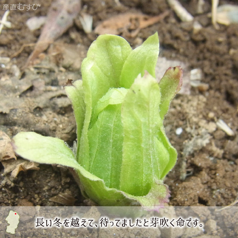 山形県最北地で芽吹くとびきり天然山菜「ふきのとう」