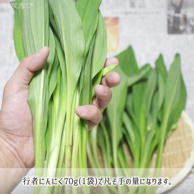 【初売り】 天然 山形県 合計600～800g 140g＋山菜3～5種 行者にんにく 香味・薬味野菜