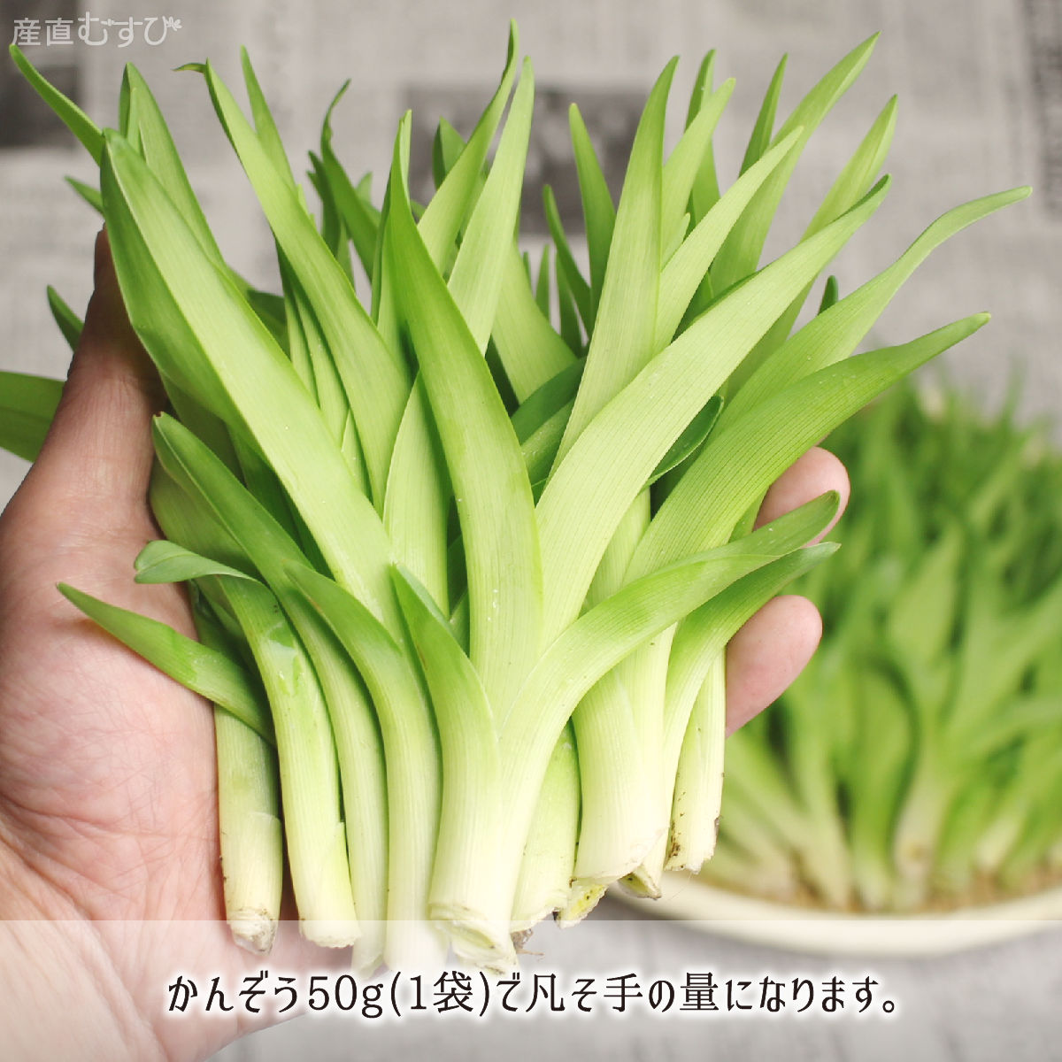 天然 かんぞう 150g＋山菜5～7種 合計800～1000g 山形県真室川町産 4月