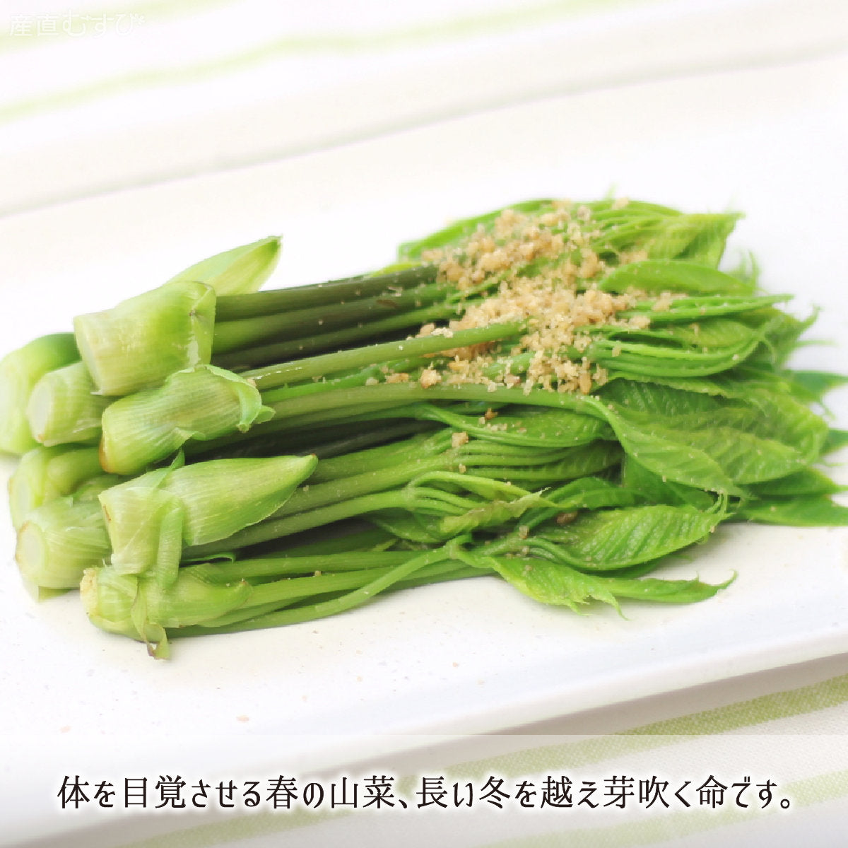 天然 こしあぶら 100g＋山菜3～5種 合計600～800g 山形県真室川