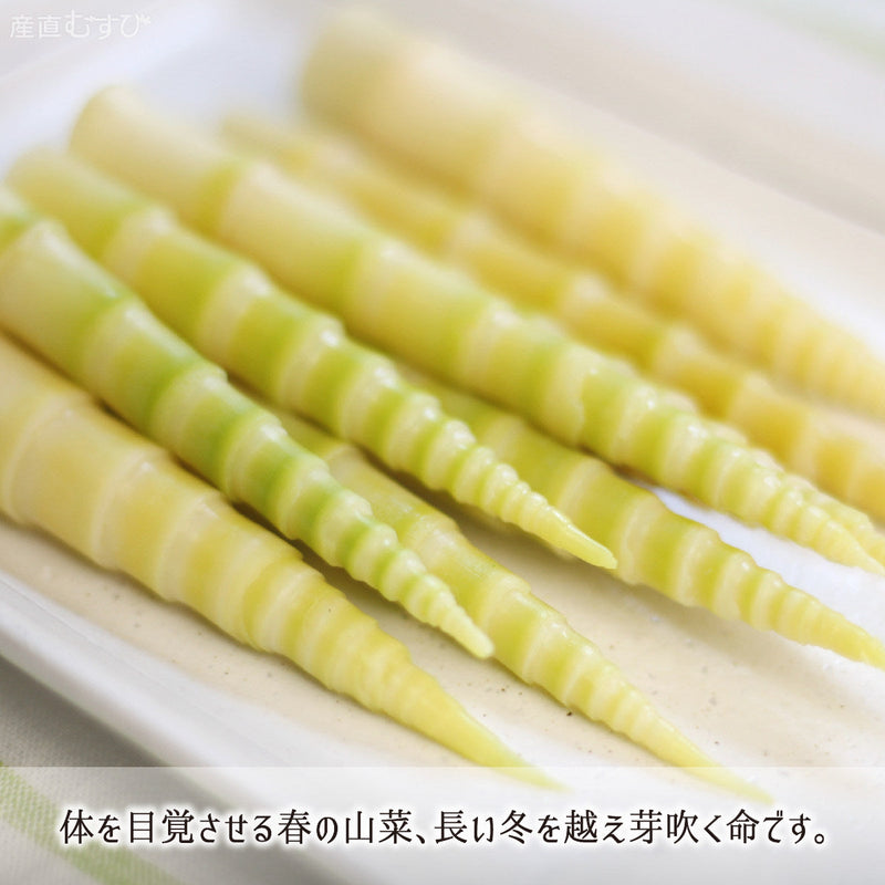 山形県最北地で芽吹くとびきり天然山菜「根曲がり竹」