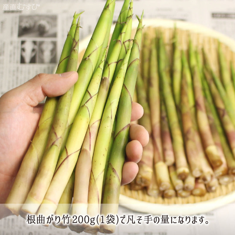 注文後に入山採取する山形県の天然山菜「根曲がり竹」