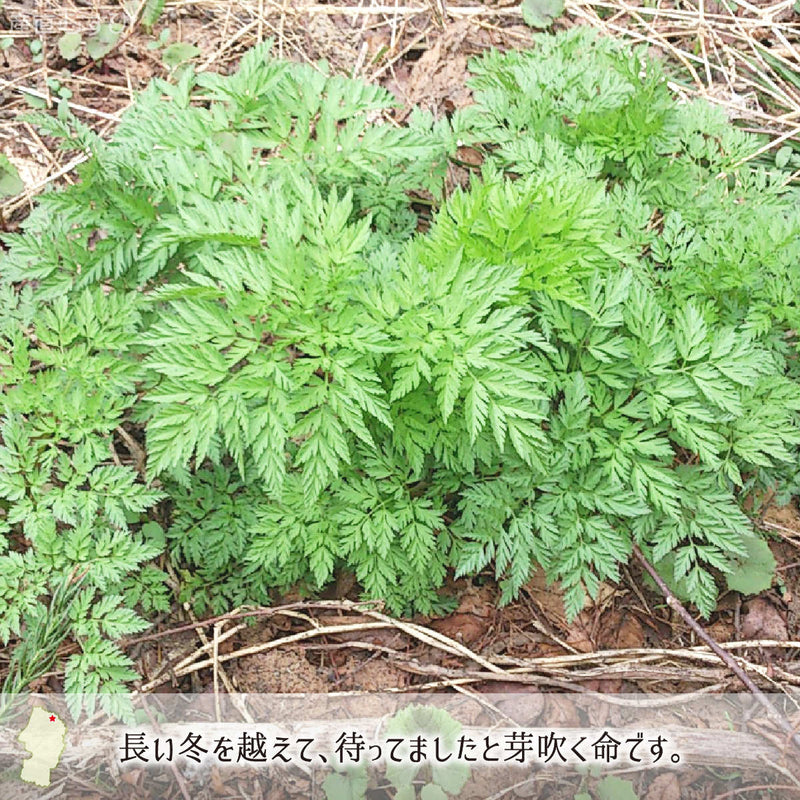 山形県最北地で芽吹くとびきり天然山菜「山にんじん」