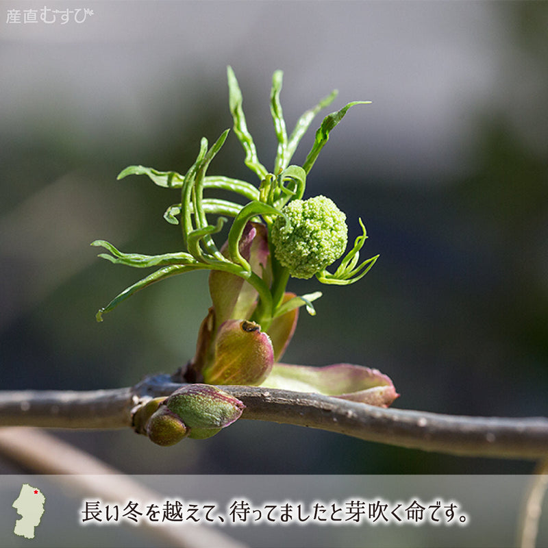 山形県最北地で芽吹くとびきりの天然山菜にわとこの芽
