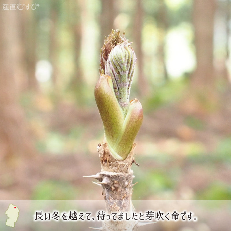 山形県最北地で芽吹くとびきりの天然山菜「たらの芽」