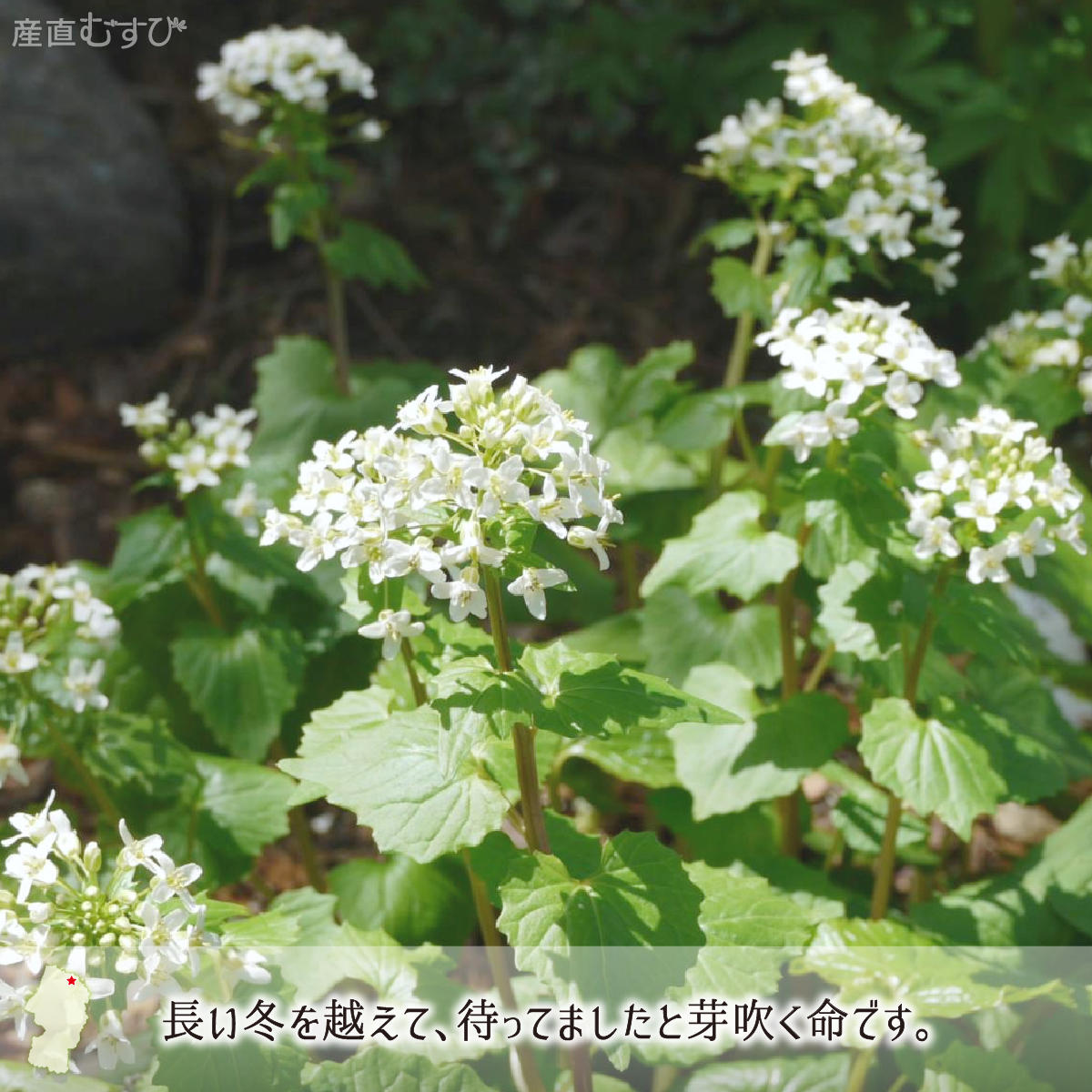 天然 山わさび(葉わさび) 300g＋山菜5～7種 合計1.0～1.5kg 山形県
