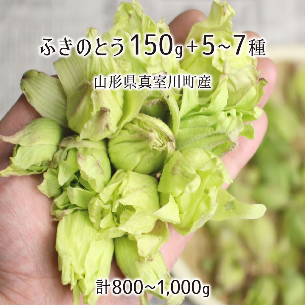 天然 ふきのとう 150g＋山菜5～7種 合計800～1000g 山形県真室川