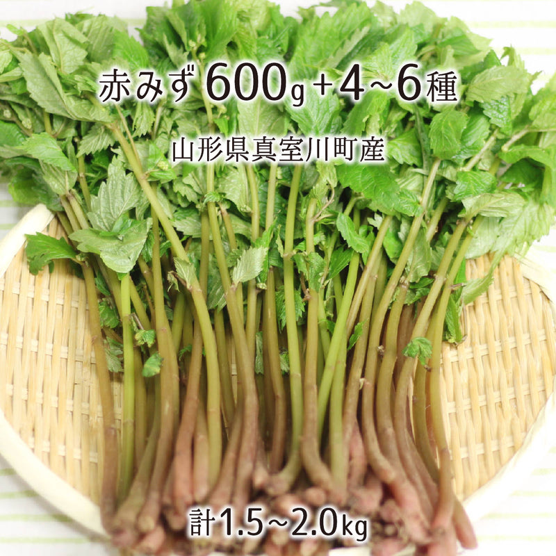 山形産天然山菜「赤みず」旬の苦味で春のデトックス