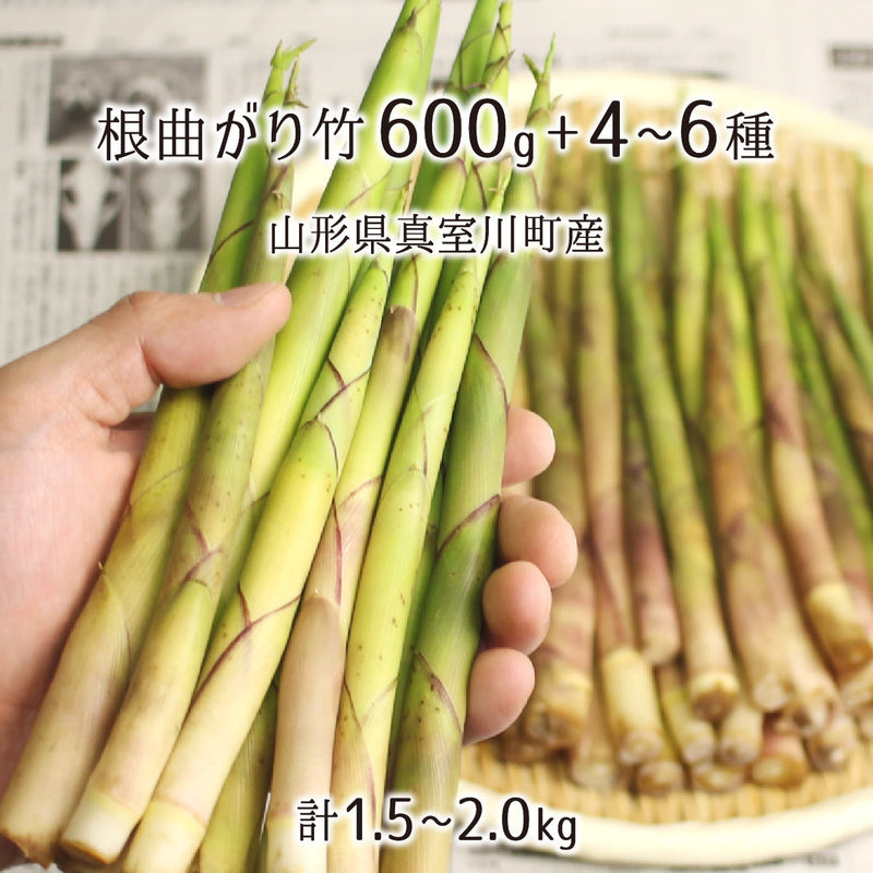 山形産天然山菜「根曲がり竹」旬の苦味でデトックス
